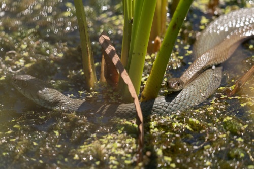 Snakes
