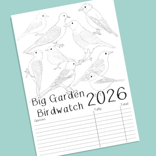 birdwatch 2026