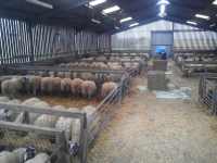 Mums to be before lambing