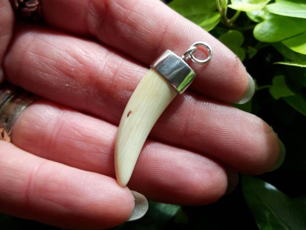 REFURBISHED Sterling silver topped tooth / horn pendant