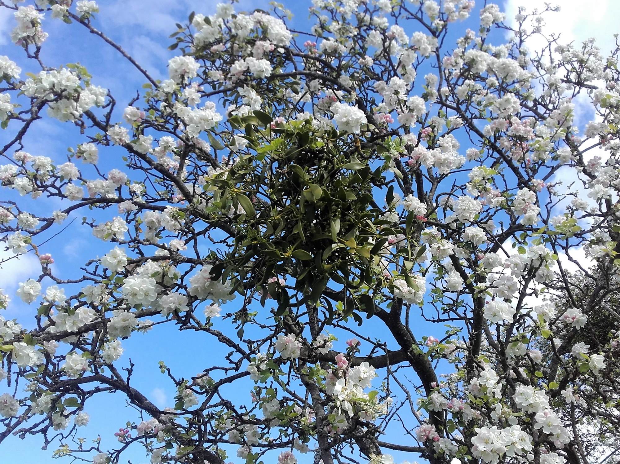 mistletoe in apple blossom