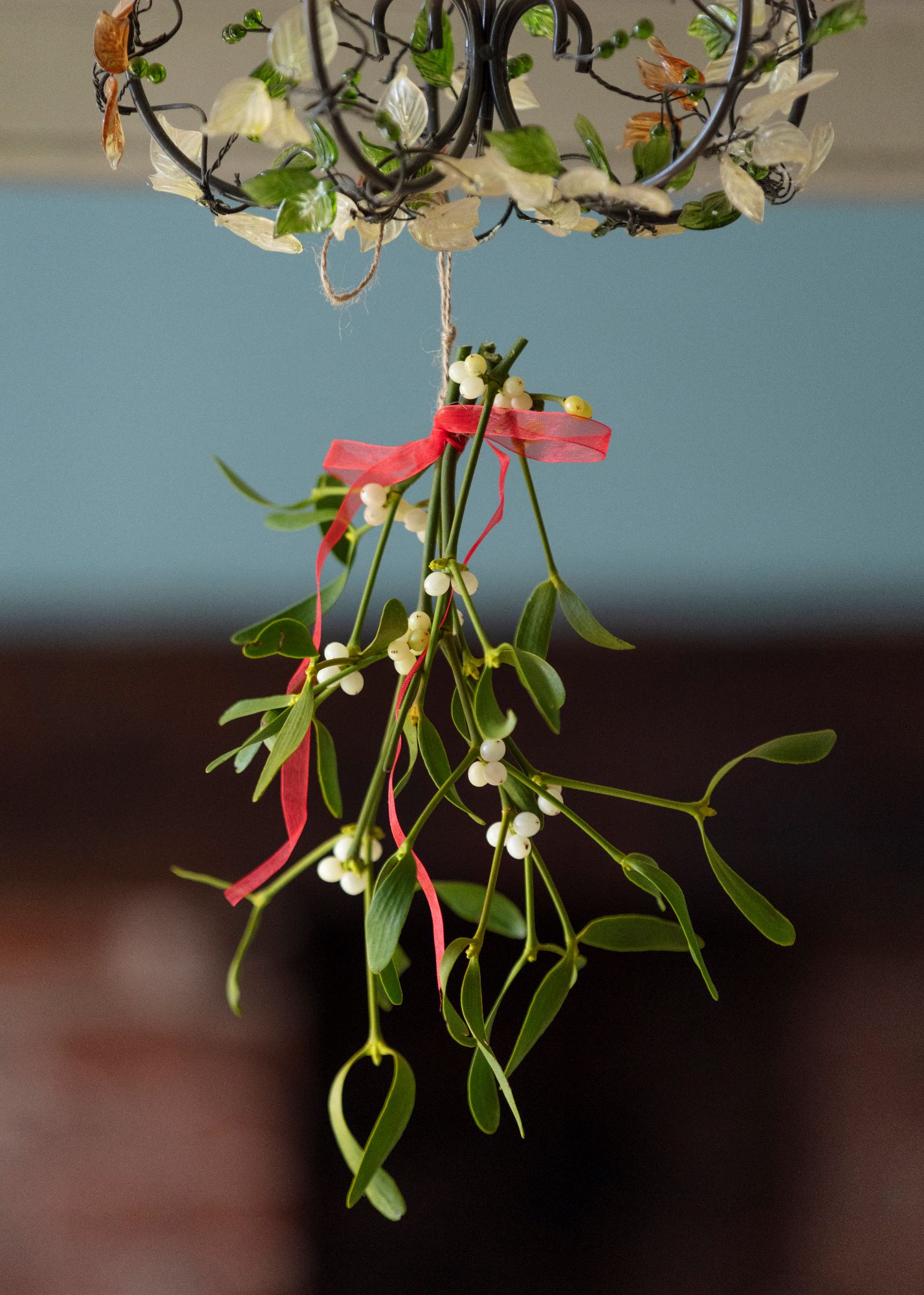 Buy mistletoe direct from our farm