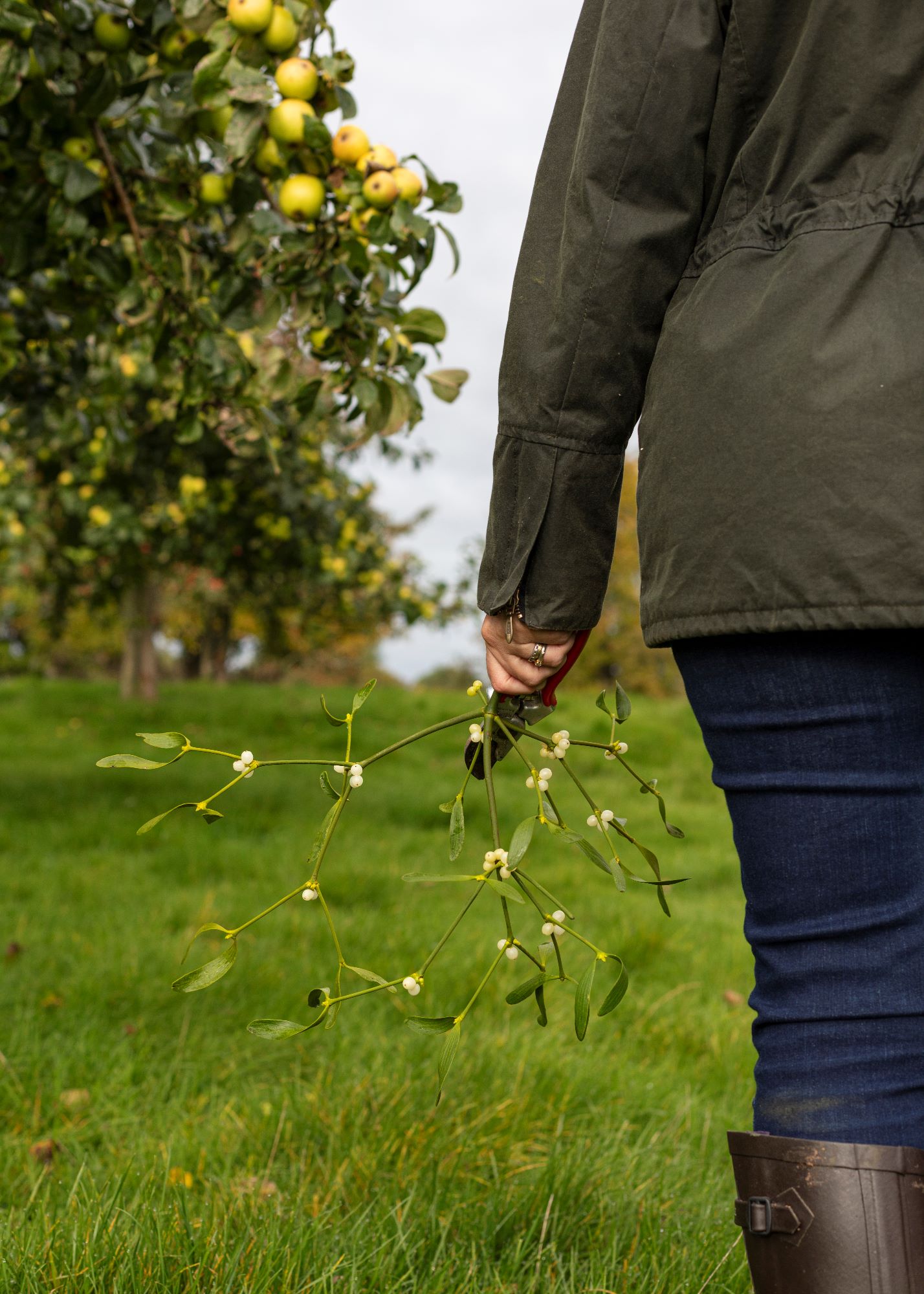 Buy mistletoe direct from our farm