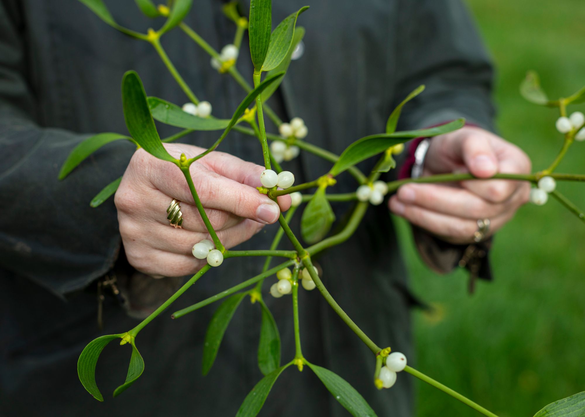 Buy mistletoe direct from our farm