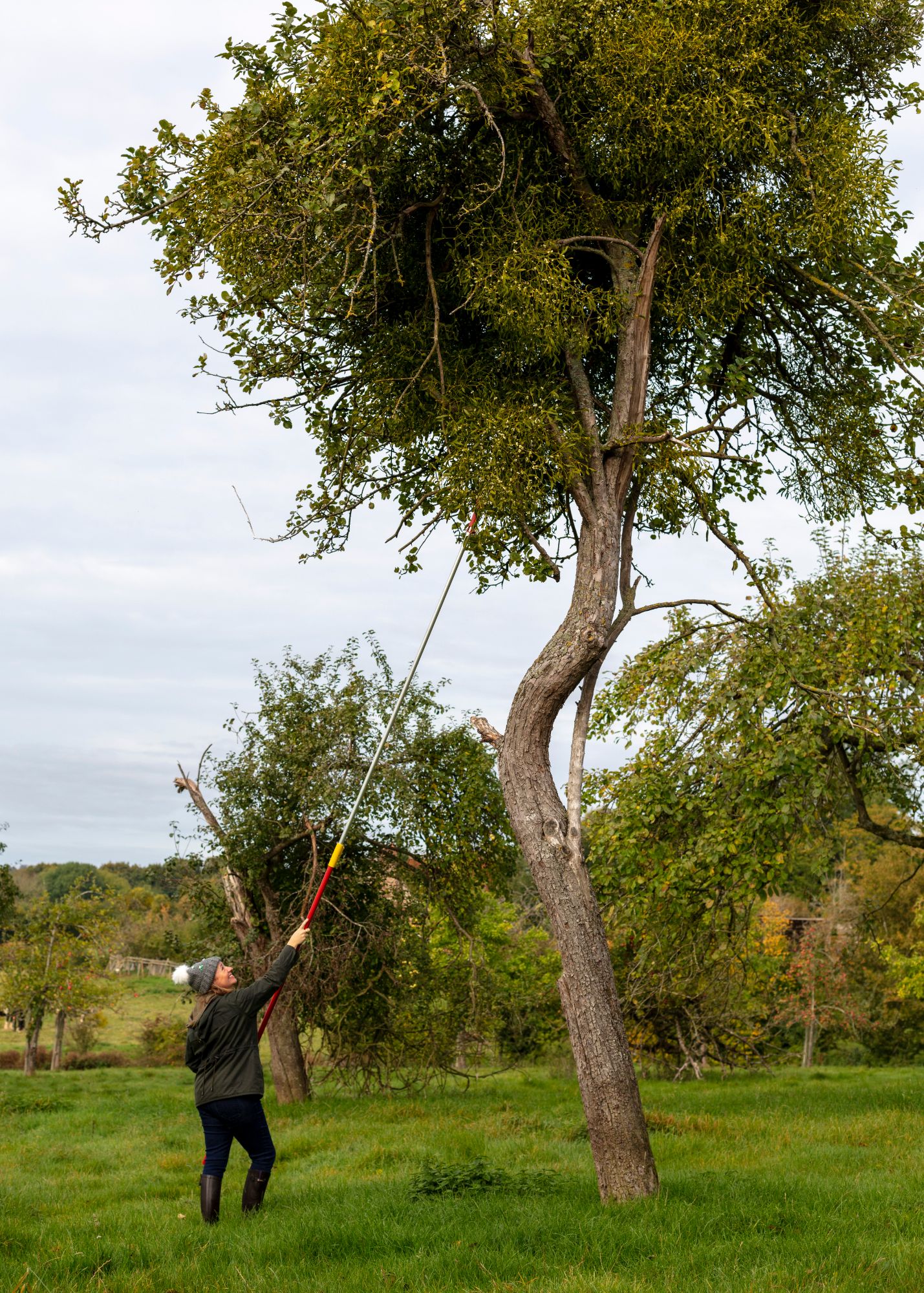 Harvesting mistletoe near Tenbury Wells