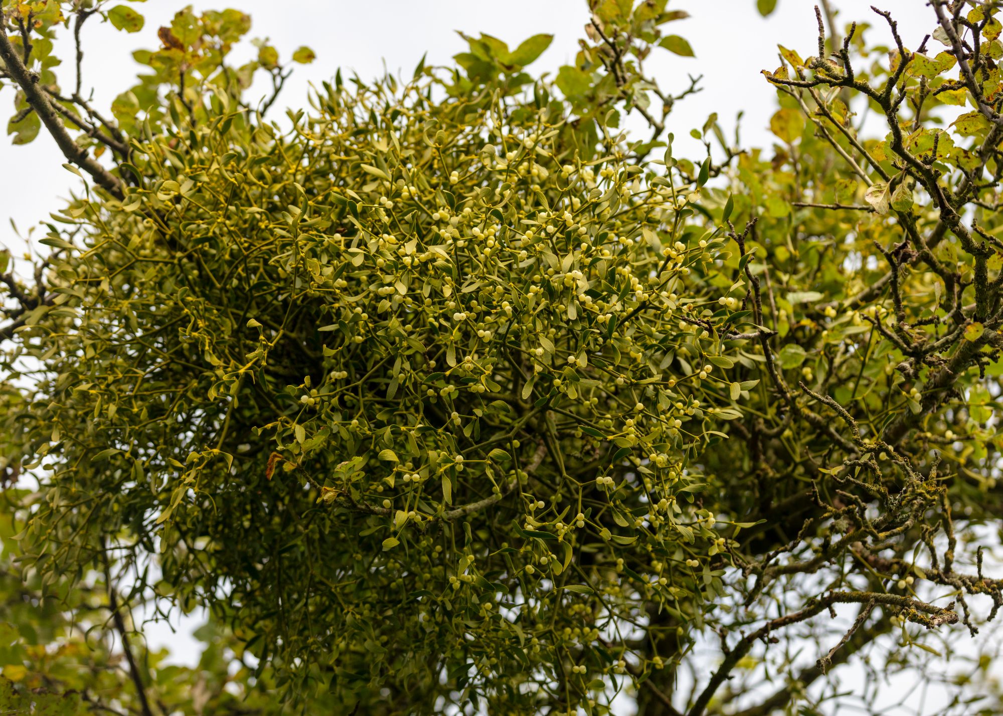 Buy mistletoe direct from our farm