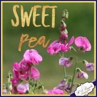 Sweet Pea Flower Soy Wax Melts - Highly Scented Floral Wax Tarts - Floral Scented Wax Melts - Sweet Vegan Friendly Wax Melt - Eco Friendly
