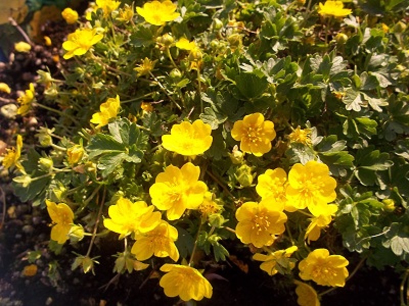 Potentilla Vera Nana