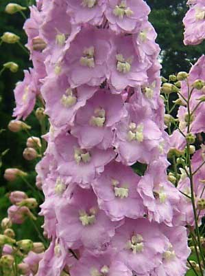 Delphinium 'Foxhill Nina'