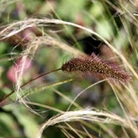 Setaria Italica Red Jewel