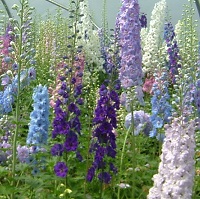 Delphinium elatum - Mixed Seed