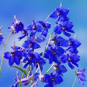 Larkspur Seed