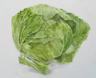 cabbage