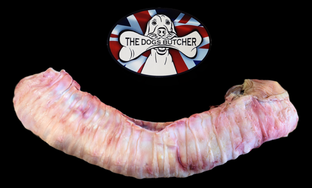 WHOLE Ox trachea NOT pieces, locally sourced x 1