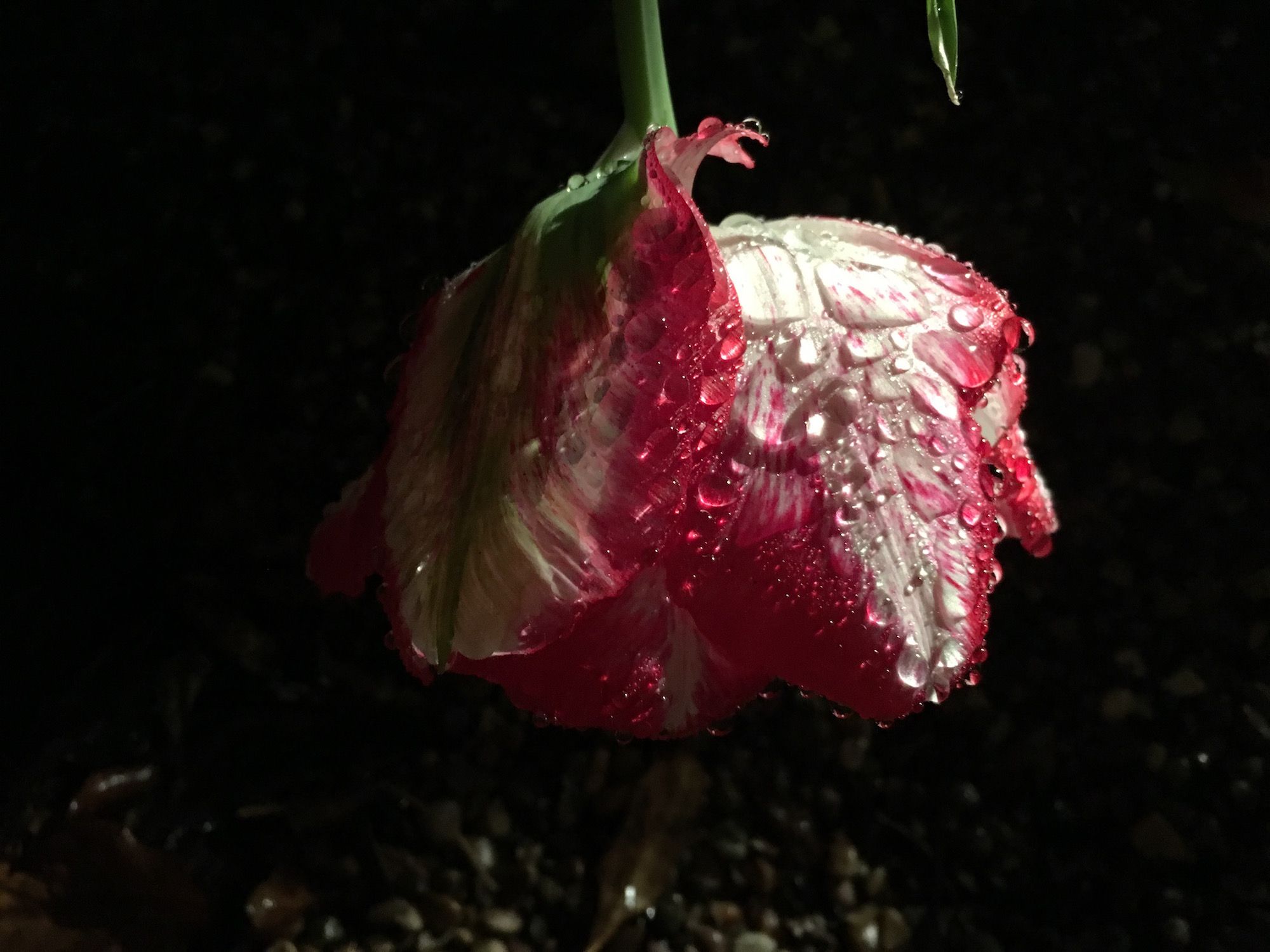 Tulip in the dark