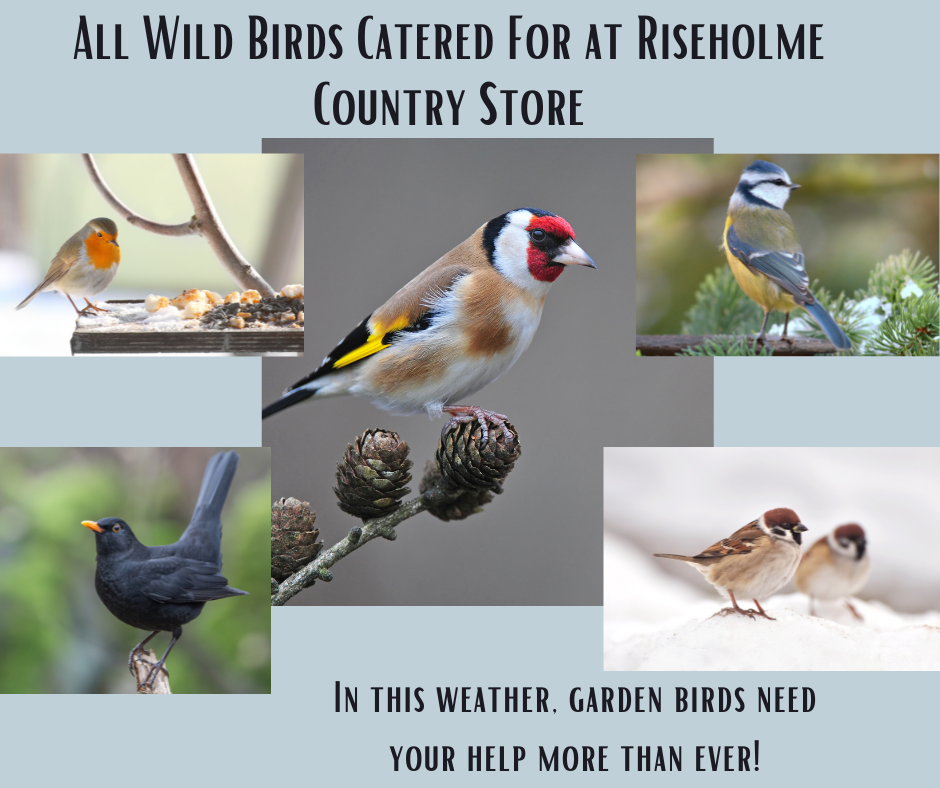 Garden Birds Advert
