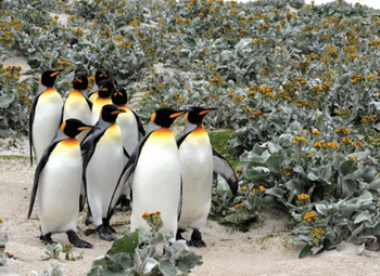 Committee walkabout - King Penguins on the Falkland Islands