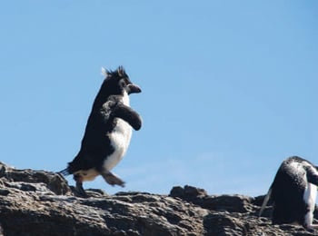 Must get there first! Rockhopper Penguin, Falkland Islands