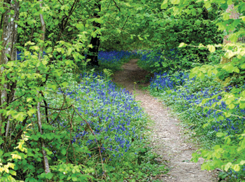 Bluebell path, Sussex