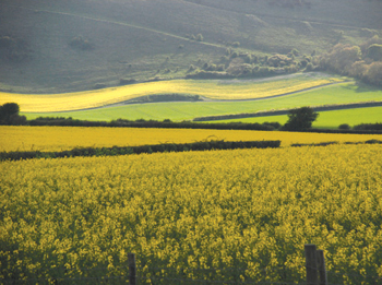Rapeseed near Firle, East Sussex