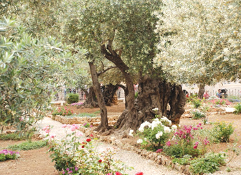 Olive trees in the Gardens of Gethsemane