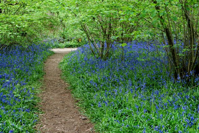 Bluebell path, Sussex