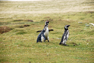 Family Life, Magellanic Penguins on the Falkland Islands