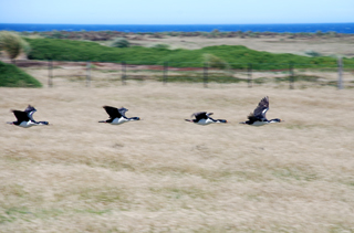 King Cormorants, Falkland Islands