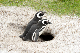 New Home, Magellanic Penguins, Falkland Islands