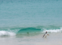 Surfing Gentoo, Falkland Islands