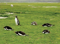Penguin Yoga, Gentoo on the Falkland Islands