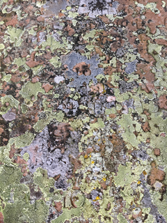 Lichens on stone