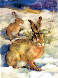 Mountain hares