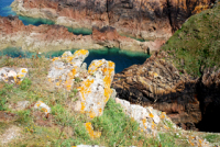 Lichens on the coast, Jersey 