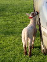 Lamb eating lichen on a car