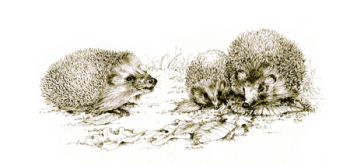 Hedgehogs