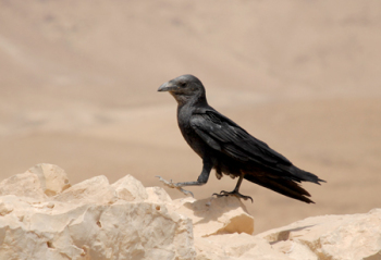 Fan-tailed Raven, Masada