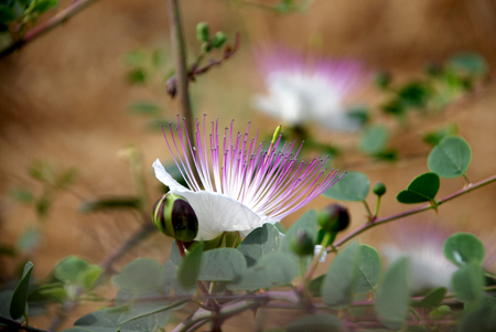 Capers at Capernaum