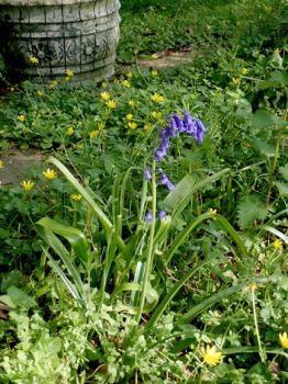 Bluebell in the garden