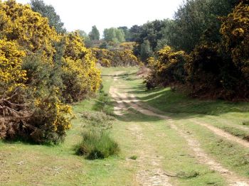 On a trail on the top of Ashdown Forest