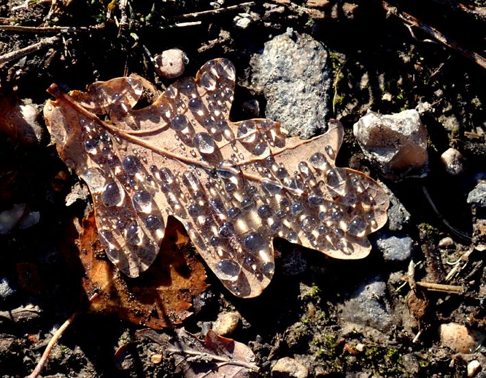 Raindrops on autumn leaf