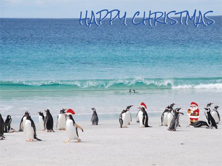 Penguins on a beach with Father Christmas