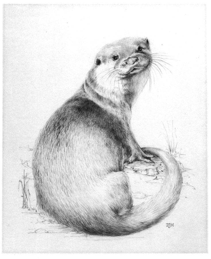 Diana Harding (well an otter)