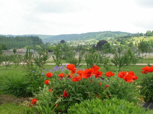 Poppies in France