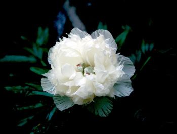 Cultivated White Paeony