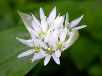 Wild Garlic - Allium ursinum
