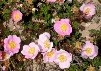Burnet Rose - Rosa pimpinellifolia
