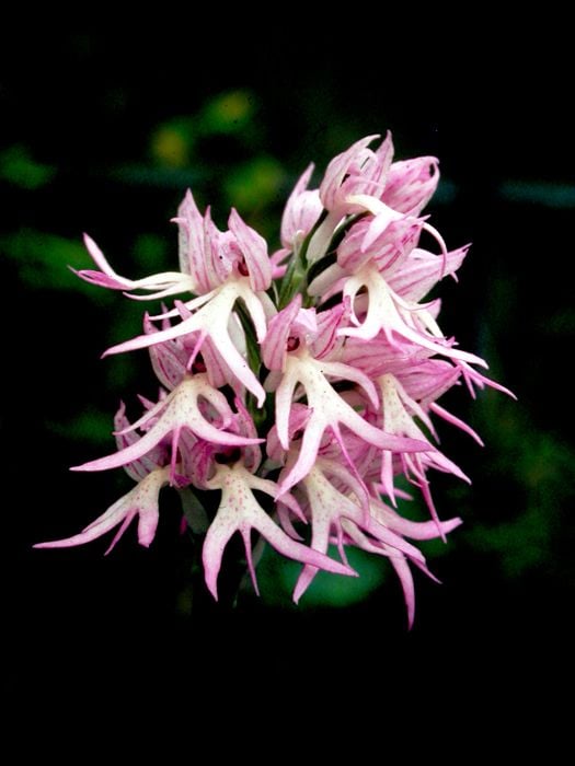 Naked Man Orchid - Orchis italica