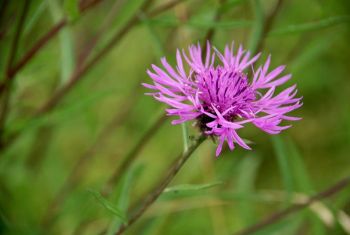 Knapweed - Centaurea phrygia, Estonia