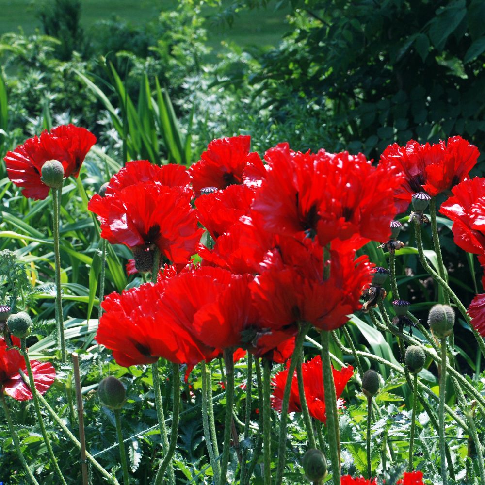 Greeting cards: Flowers